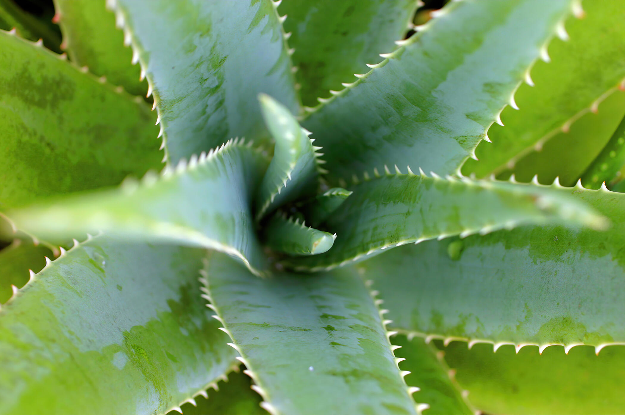 Aloe top view landscape