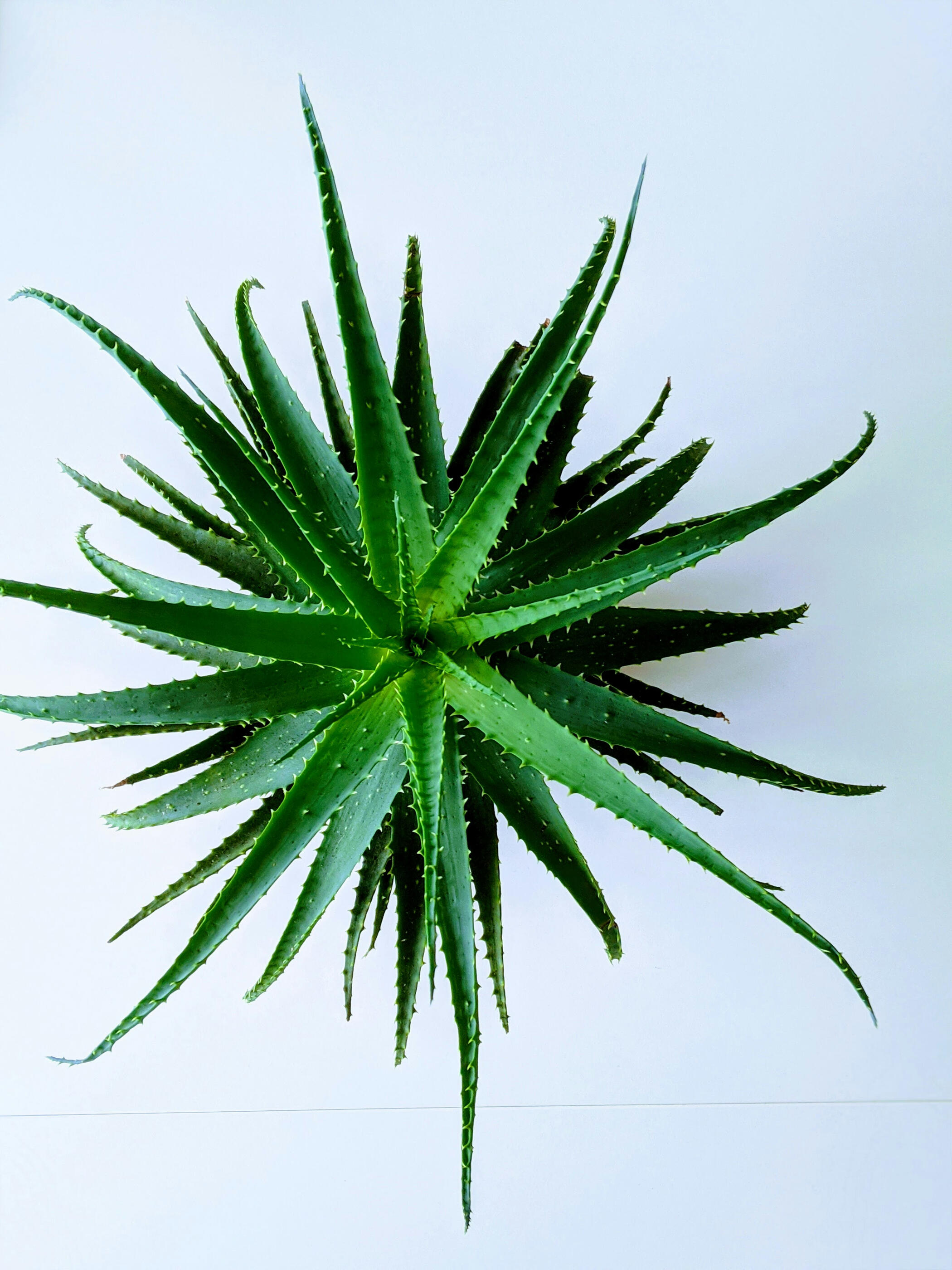 Aloe top down portrait