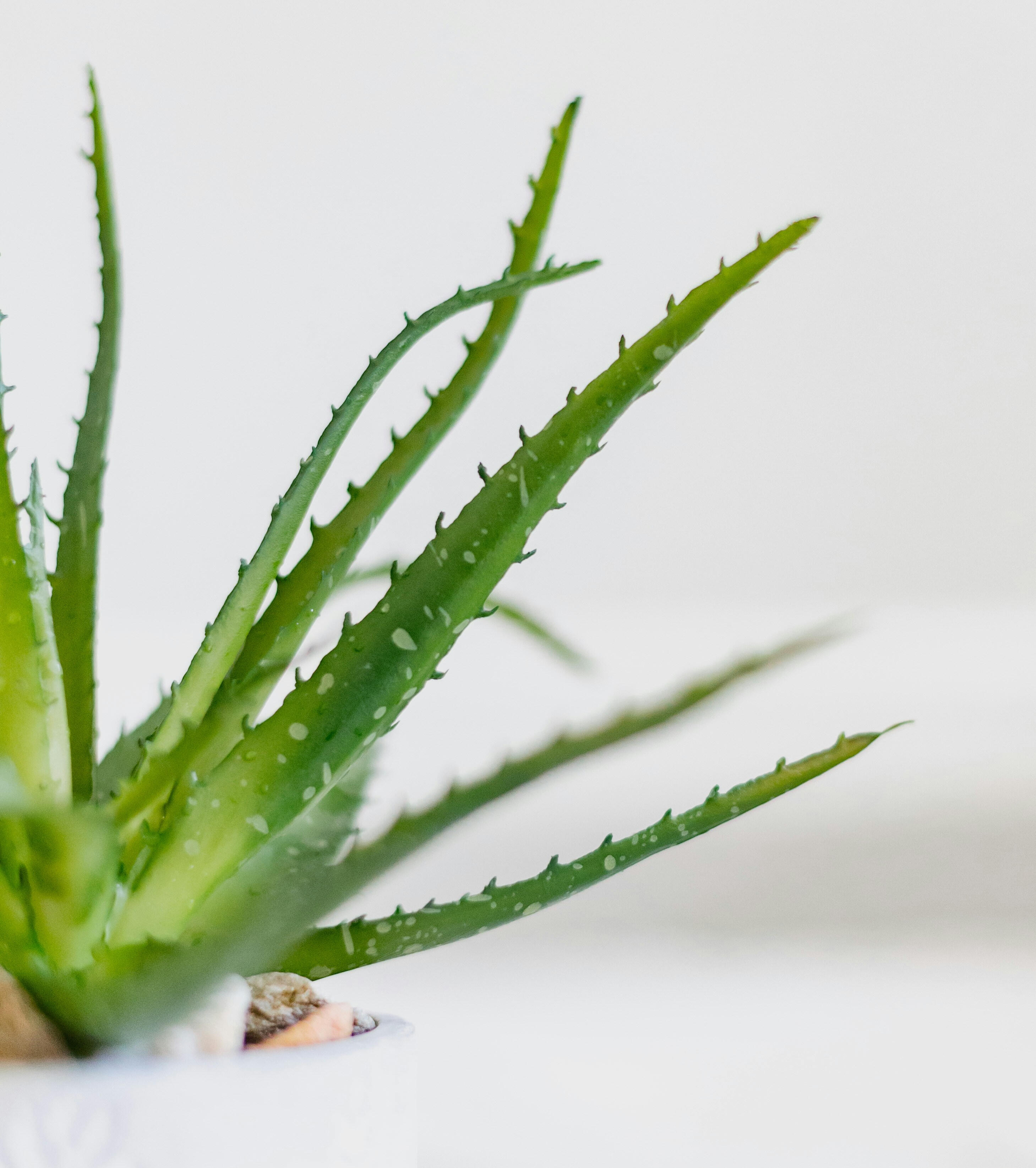 Aloe off to side